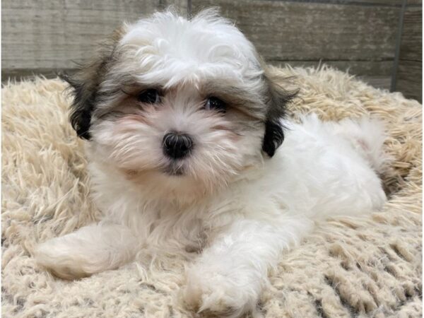 Malshi DOG Female White & Brown 9048 Petland San Antonio, TX