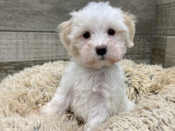 Maltese DOG Female White 9050 Petland San Antonio, TX