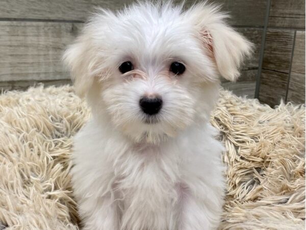 Maltese DOG Male White 9049 Petland San Antonio, TX