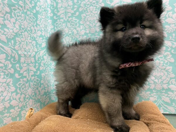 Keeshond DOG Male blk & slvr 6181 Petland San Antonio, TX