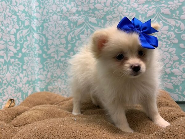 Pomeranian DOG Female cr, wh mkgs 6182 Petland San Antonio, TX