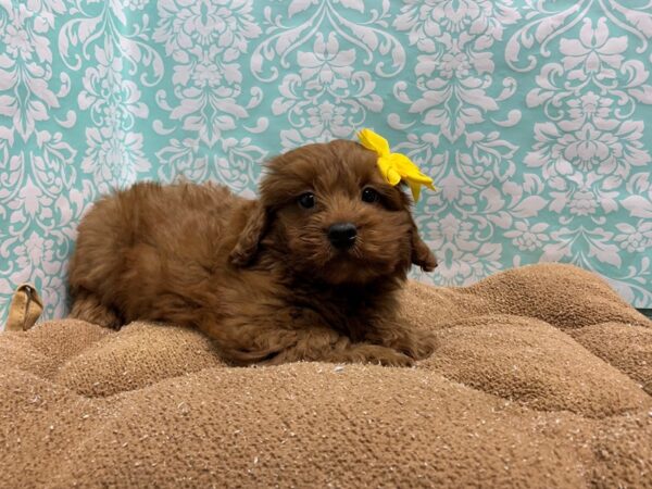 2nd Generation Mini Goldendoodle DOG Female dk rd 6184 Petland San Antonio, TX