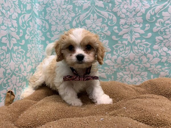 Cavachon DOG Male bheim 6185 Petland San Antonio, TX