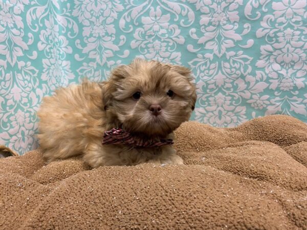 Shih Tzu DOG Male gld 6186 Petland San Antonio, TX