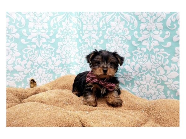 Yorkshire Terrier DOG Male blk & tn 6183 Petland San Antonio, TX