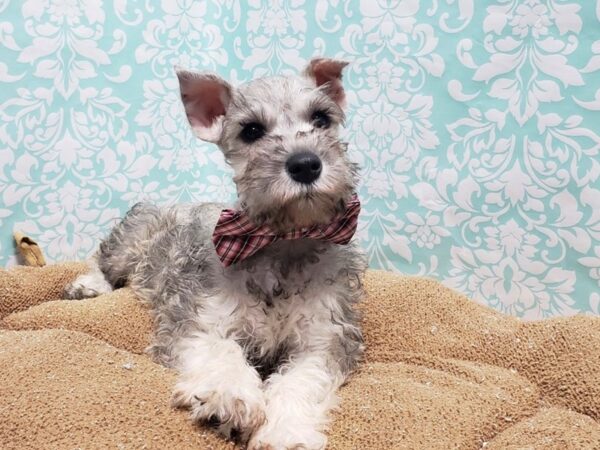 Min Schnauzer-DOG-Male-slt & ppr-6187-Petland San Antonio, TX