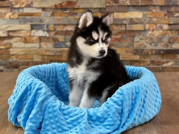 Siberian Husky DOG Male Black & White 9083 Petland San Antonio, TX