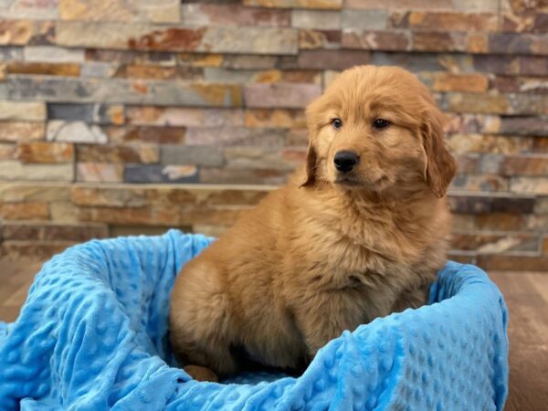 Golden Retriever DOG Male Golden 9082 Petland San Antonio, TX