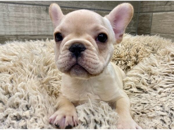 French Bulldog DOG Male Cream 9018 Petland San Antonio, TX