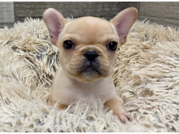 French Bulldog-DOG-Female-Cream-9038-Petland San Antonio, TX