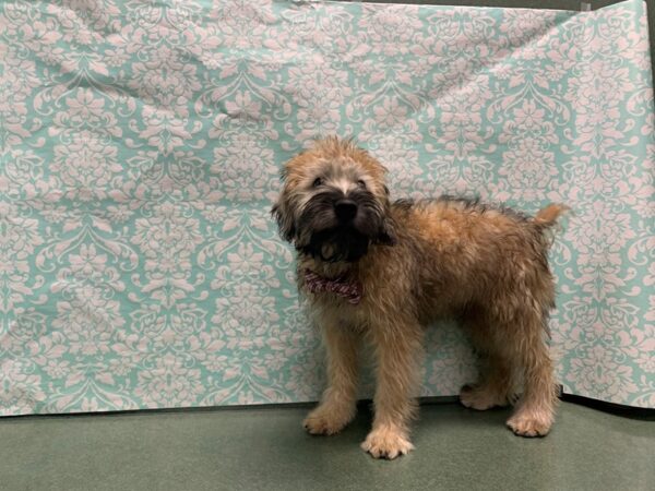 Soft Coated Wheaten Terrier DOG Male whtn 6089 Petland San Antonio, TX