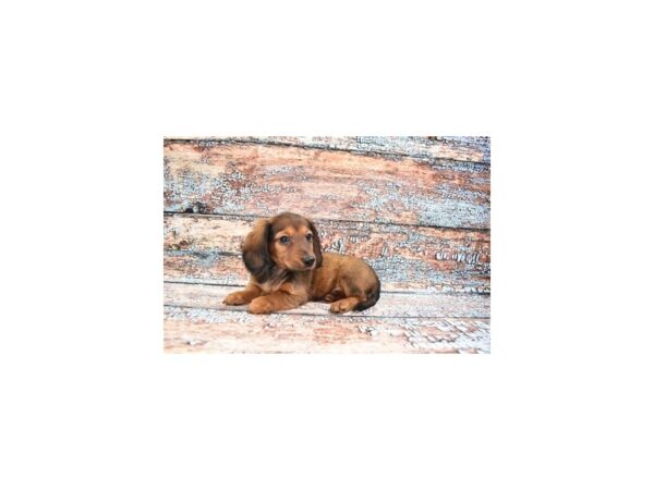 Dachshund DOG Female Red 6189 Petland San Antonio, TX