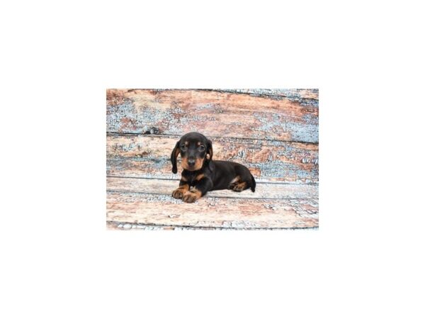 Dachshund DOG Male Black and Tan 6188 Petland San Antonio, TX