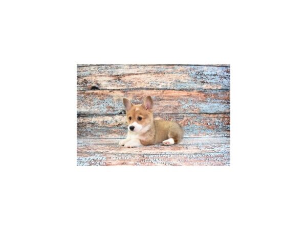 Pembroke Welsh Corgi DOG Female Red 6190 Petland San Antonio, TX