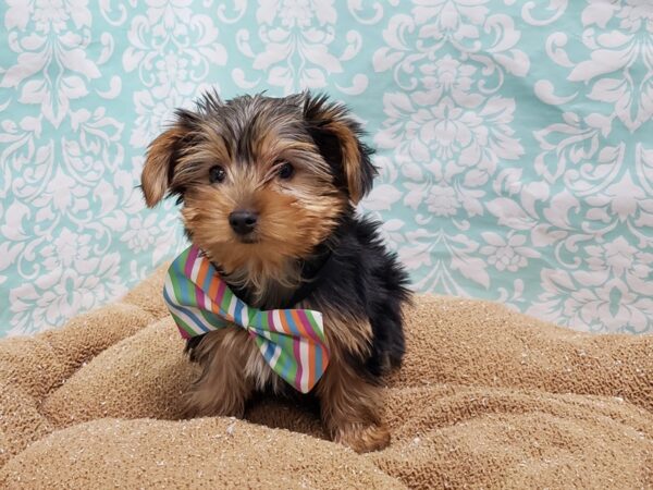 Yorkshire Terrier DOG Male blk & tn 6191 Petland San Antonio, TX