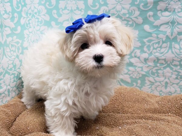 Maltipoo DOG Female wh apct mkgs 6194 Petland San Antonio, TX