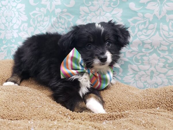 Miniature Australian Shepherd-DOG-Male-blk wh cppr mkgs-6195-Petland San Antonio, TX