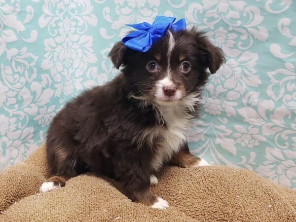 Miniature Australian Shepherd DOG Female chlt wh mkgs 6196 Petland San Antonio, TX