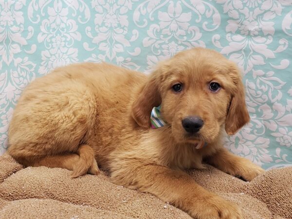 Golden Retriever DOG Male gldn 6197 Petland San Antonio, TX