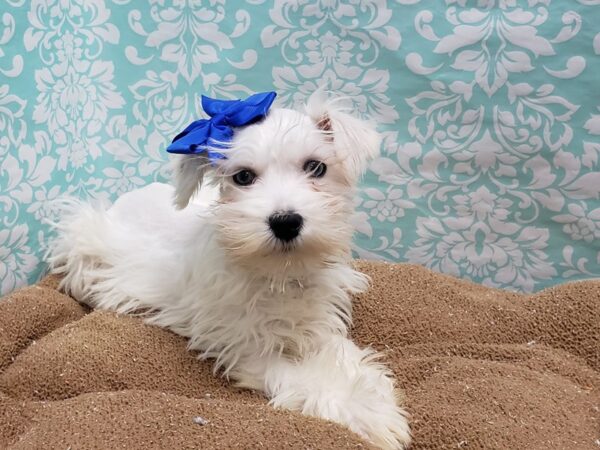 Min Schnauzer DOG Female wh 6192 Petland San Antonio, TX