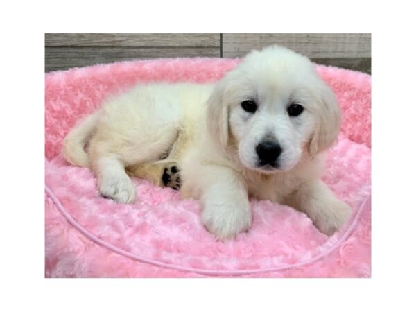 Golden Retriever-DOG-Male-Light Golden-9052-Petland San Antonio, TX