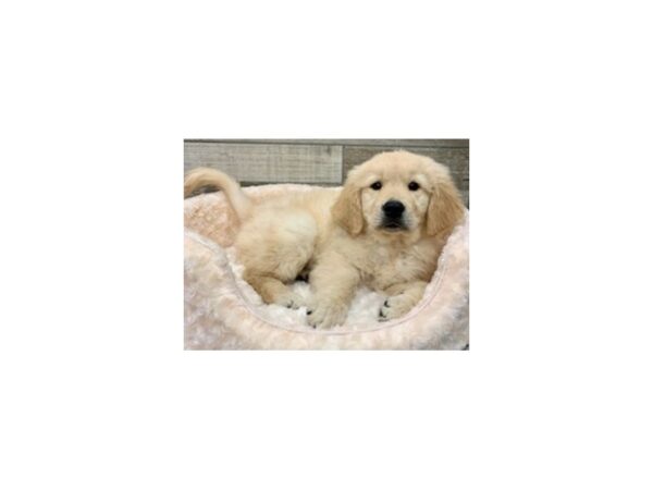 Golden Retriever DOG Male Light Golden 9055 Petland San Antonio, TX