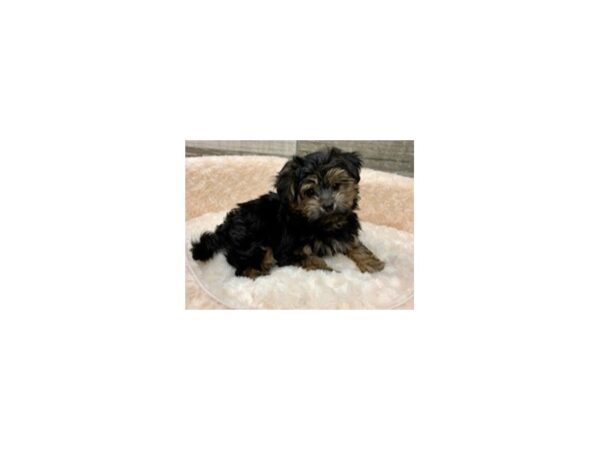 Yorkiepoo-DOG-Male-Black & Tan-9057-Petland San Antonio, TX