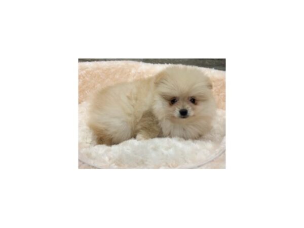 Pomeranian-DOG-Male-Cream Orange-9058-Petland San Antonio, TX