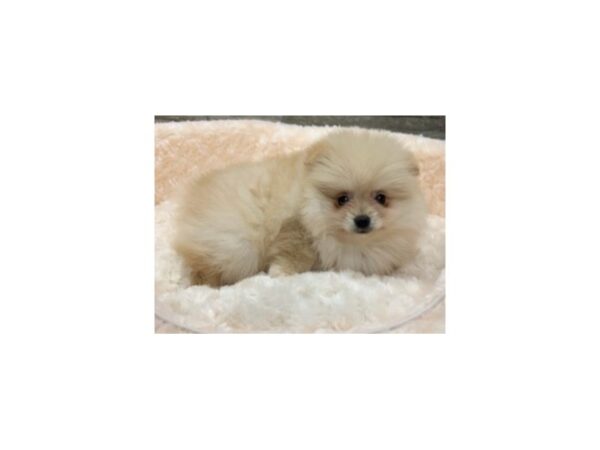 Pomeranian DOG Male Cream Orange 9058 Petland San Antonio, TX