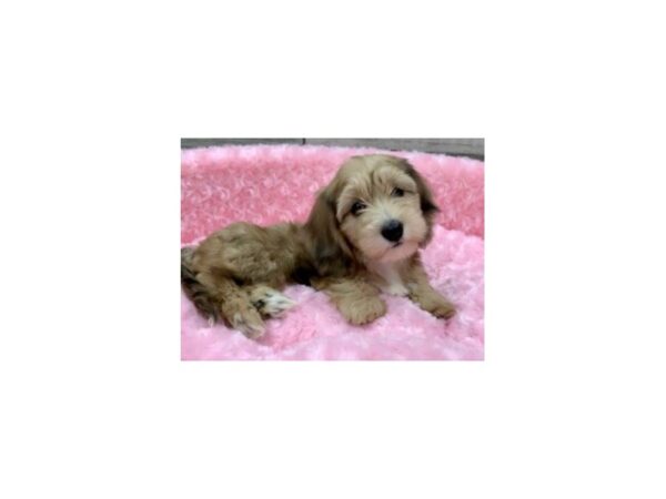 Dachshund-DOG-Female-Shaded Cream Dapple-9059-Petland San Antonio, TX