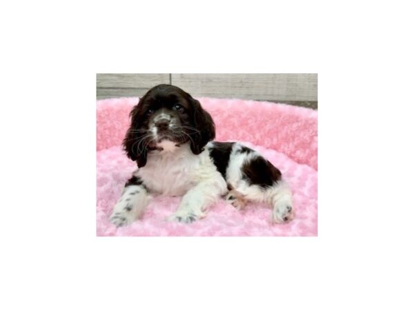 Cocker Spaniel-DOG-Female-Chocolate & White-9063-Petland San Antonio, TX