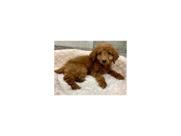 Miniature Goldendoodle DOG Male Red 9054 Petland San Antonio, TX