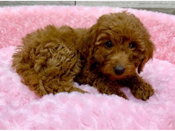 Miniature Goldendoodle DOG Female Red 9053 Petland San Antonio, TX