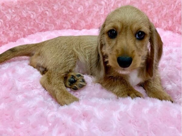 Dachshund DOG Female Red Dapple 9060 Petland San Antonio, TX