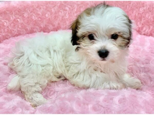 Havanese DOG Female White & Sable 9062 Petland San Antonio, TX