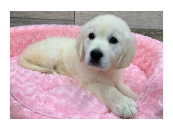 Golden Retriever DOG Female Cream 9051 Petland San Antonio, TX