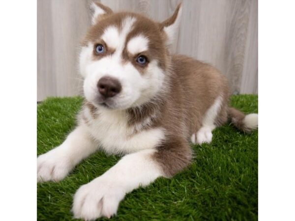 Siberian Husky DOG Male Red / White 6211 Petland San Antonio, TX