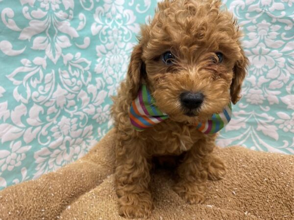 Miniature Poodle DOG Male rd 6205 Petland San Antonio, TX