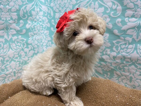 Havapoo-DOG-Female-cr-6204-Petland San Antonio, TX