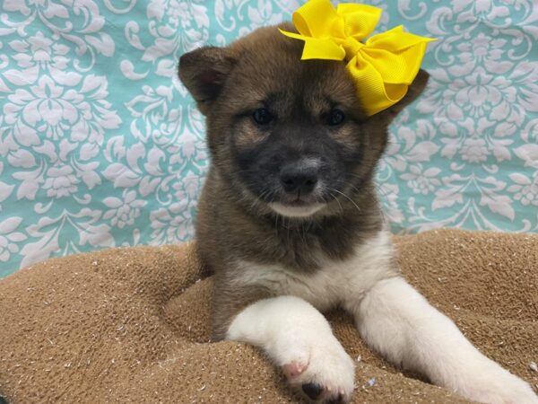 Shiba Inu-DOG-Female-rd w wh mkgs-6202-Petland San Antonio, TX