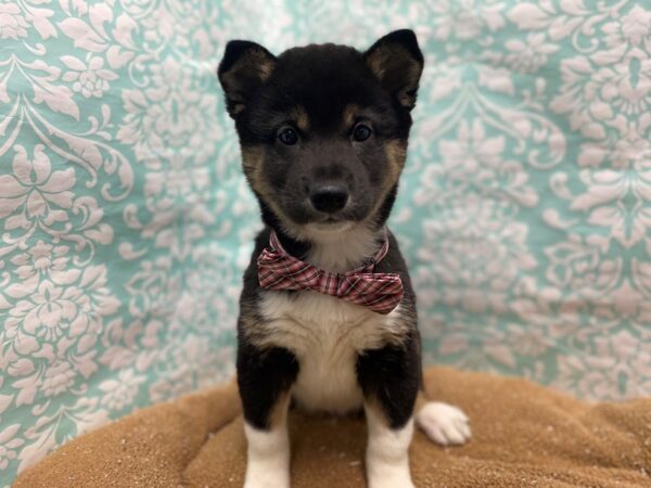 Shiba Inu DOG Male blk & tn wh makgs 6201 Petland San Antonio, TX