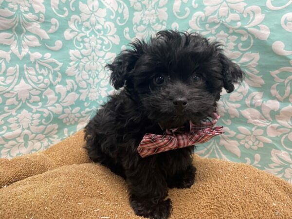 Chipoo DOG Male blk 6200 Petland San Antonio, TX