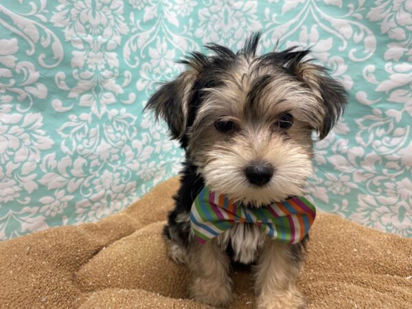 Morkie DOG Male blk tn, br cr 6199 Petland San Antonio, TX