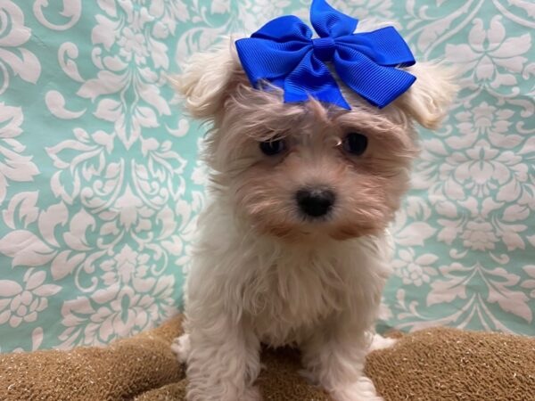 Maltese-DOG-Female-wh-6198-Petland San Antonio, TX