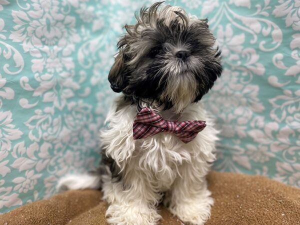 Shih Tzu DOG Male gld & wh 6164 Petland San Antonio, TX