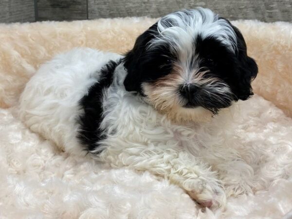 Teddy Bear DOG Female Black & White 9079 Petland San Antonio, TX