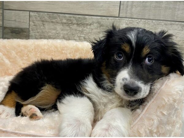 Miniature Australian Shepherd DOG Female Black White & Copper 9076 Petland San Antonio, TX