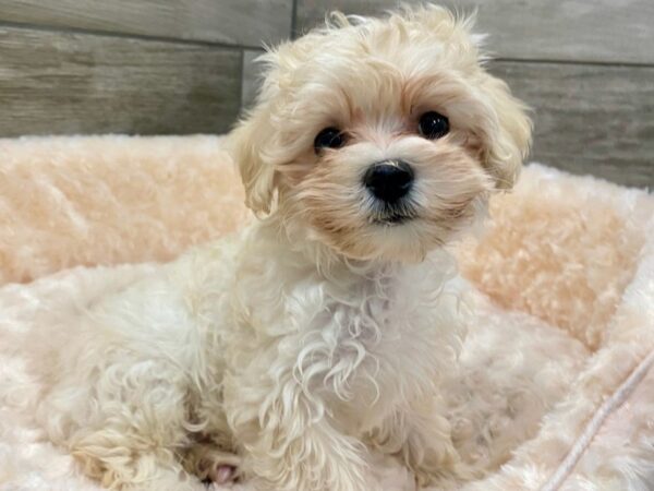 Maltipoo DOG Female White & Apricot 9075 Petland San Antonio, TX