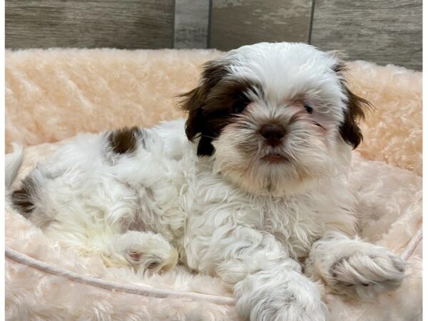 Shih Tzu DOG Male Liver & White 9074 Petland San Antonio, TX