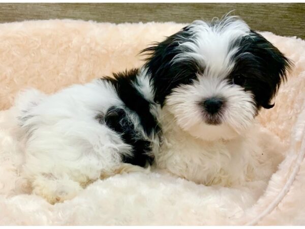 Malshi-DOG-Male-White & Brown-9064-Petland San Antonio, TX